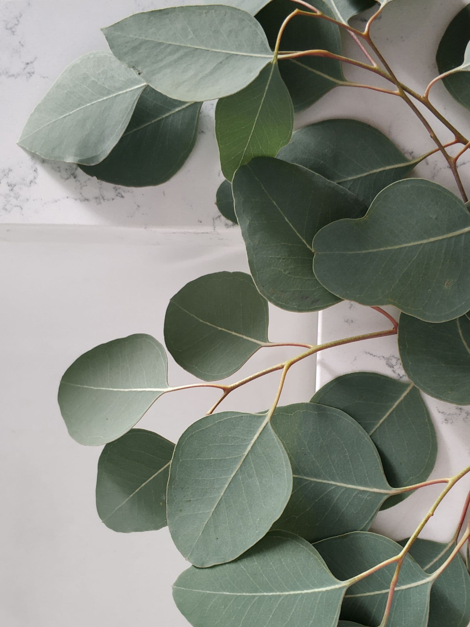 Eucalyptus branches resting on a pale marble surface