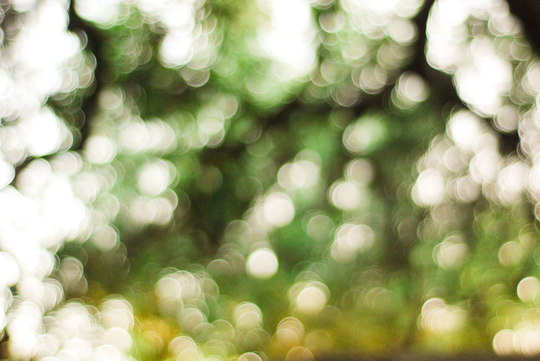 Sunlight scattered through green leaves